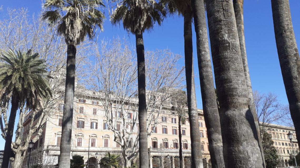 Le palme del giardino di piazza Vittorio e il palazzo con i portici dietro